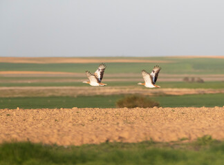 Great Bustard, Otis tarda