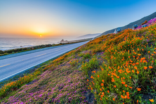 wild flowers and California coastline in Big Sur at sunset.