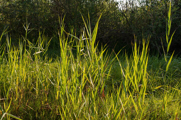 Impenetrable by thickets near an abandoned reservoir