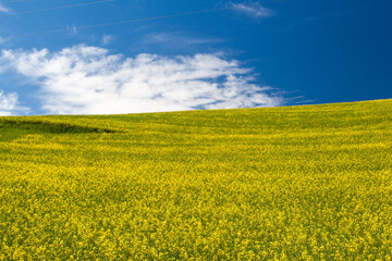 Obraz premium Blooming yellow Canola field with deep blue sky in summer, in Palouse, Washington, USA.