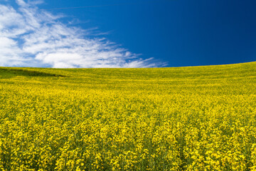 Obraz premium Blooming yellow Canola field with deep blue sky in summer, in Palouse, Washington, USA.