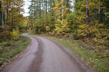 Obraz premium Winding gravel road through a colorful forest