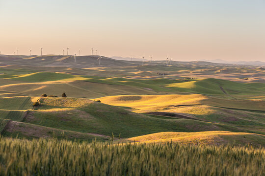 Wind Turbines farm in rolling wheat field in in Palouse region, Washington, USA.