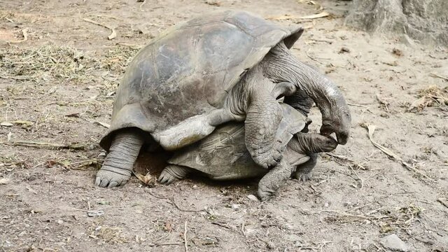 Tortoises mating in the Seychelles