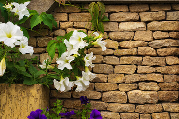 Blooming petunia decorates a fence made of small boulders