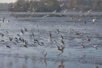 Large flock of seagulls above the surface of an empty pond during a traditional autumn carp haul