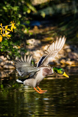 AVE ACUATICA VOLANDO CON LAS ALAS ABIERTAS SOBRE ESTANQUE DE AGUA