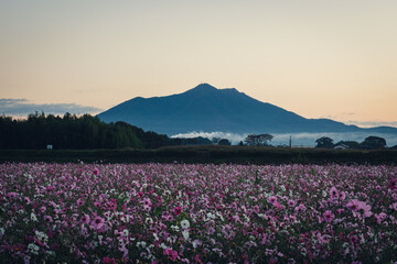 小貝川ふれあい公園のコスモス