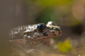 Portrait of a Parsley frog (Pelodytes punctatus), Italy.
