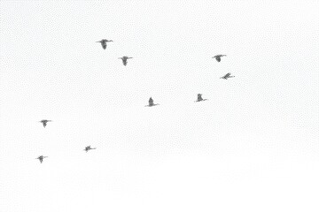 Siluetas de cormoranes volando con fondo blanco. Siluetas punteadas.