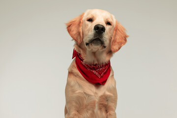 cute golden retriever dog looking at the camera