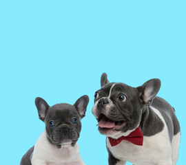 Excited French bulldog panting and cub looking forward