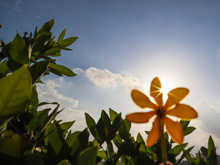 Orange flower against sky