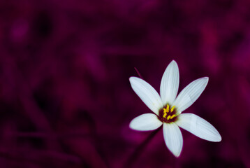 white crocus flower on magenta or pink background with text space