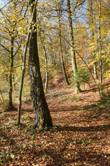 Belgique Wallonie automne nature foret