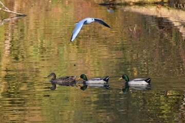 seagull, mallard, duck in the lake in Tuscany with autumn colors near Florence