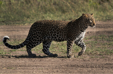 Fototapeta na wymiar Leopard cub Koboso on walk, Masai Mara, Kenya