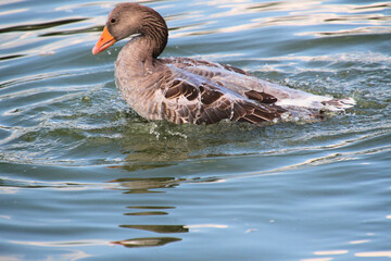 A close up of a Greylag Goose