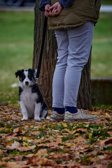 Naklejka na ściany i meble Border Collie puppy first outing to the park in autumn