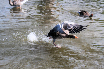 A close up of a Greylag Goose
