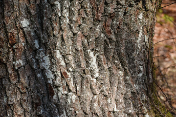 Belgique Wallonie automne nature foret ecorce chêne