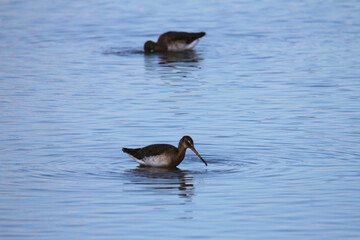 A Sandpiper in the water