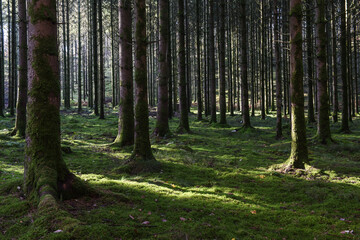 Belgique Wallonie automne nature foret sapin vert mousse
