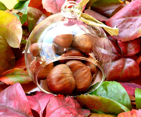 Chestnuts enclosed in a casket placed on autumn leaves