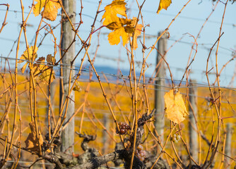 Trauben an Weinreben