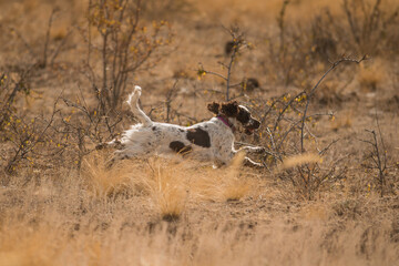 dog english springer spaniel	