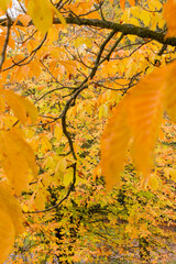Autumn background with yellow and ocher leaves