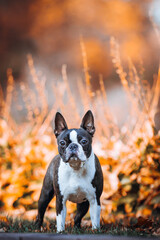 Boston terrier dog female outside. Dog in beautiful red and yellow park outside.	