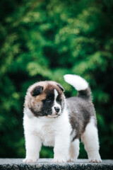 Obraz premium American akita cute puppy outside in the beautiful park. Akita litter in kennel photoshoot. 