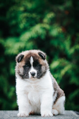 Naklejka na ściany i meble American akita cute puppy outside in the beautiful park. Akita litter in kennel photoshoot. 