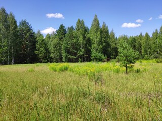 meadow and forest
