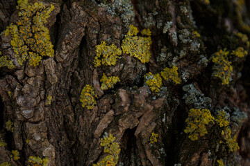 Tree texture covered with moss.