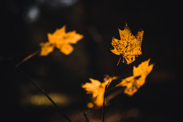 Dry autumn leaf close up. Autumn theme. Autumn forest by sunset. Dry leaf background.