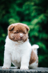 American akita cute puppy outside in the beautiful park. Akita litter in kennel photoshoot.	