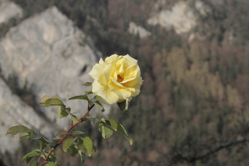 rose schwebt in einer wilden Naturlandschaft