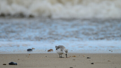 Sanderling