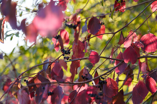 Frangula rhamnus bush branches with ripe black berries and purple red leaves in sunlight on blurry forest background