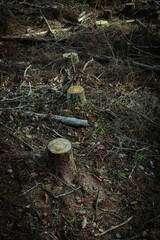Dead and cut trees