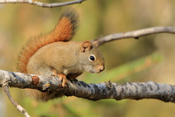 Red Squirrel sitting on a tree branch - 391085587