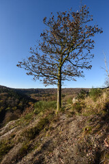 Obraz premium Belgique Wallonie automne nature foret