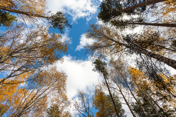 Vertical photo of a group of white birch trees with yellow foliage and pines is against the blue sky background in the forest in autumn
