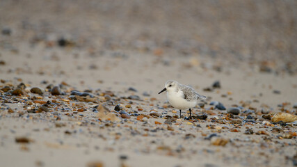 sanderling 3