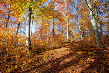 Forest landscape in autumn: Colorful leaves, sunbeams and positive atmosphere