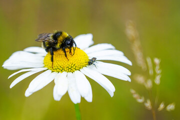 Obraz premium bumble bee sucks flower nectar from daisies