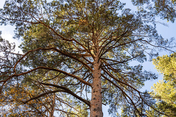 Horizontal photo of a group of one pine is against the blue sky background in the forest in autumn