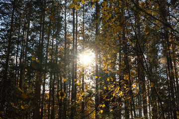 Horizontal photo of a group of white birch trees with yellow foliage and pines is against the blue sky background in the forest in autumn